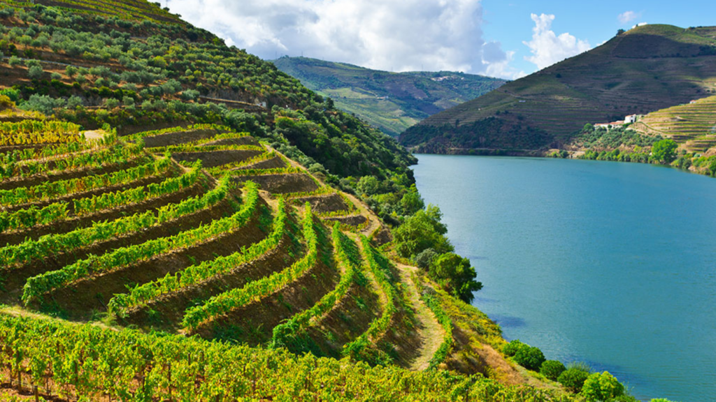 Vườn nho rực rỡ sắc màu mùa thu tại thung lũng Douro, minh họa cho khí hậu đa dạng và ngành công nghiệp rượu vang nổi tiếng của Bồ Đào Nha